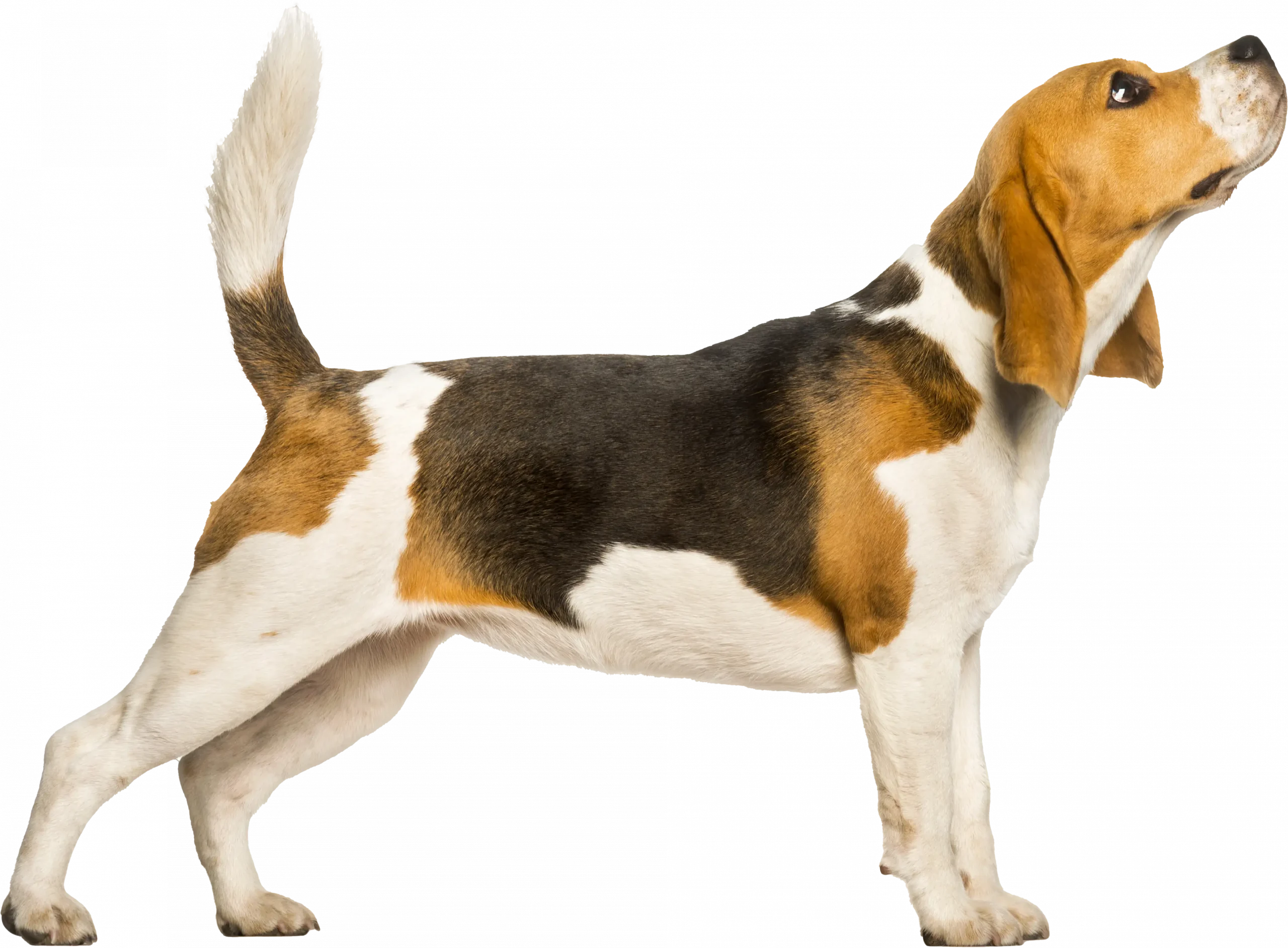 hyper dog what is the most active dog breed