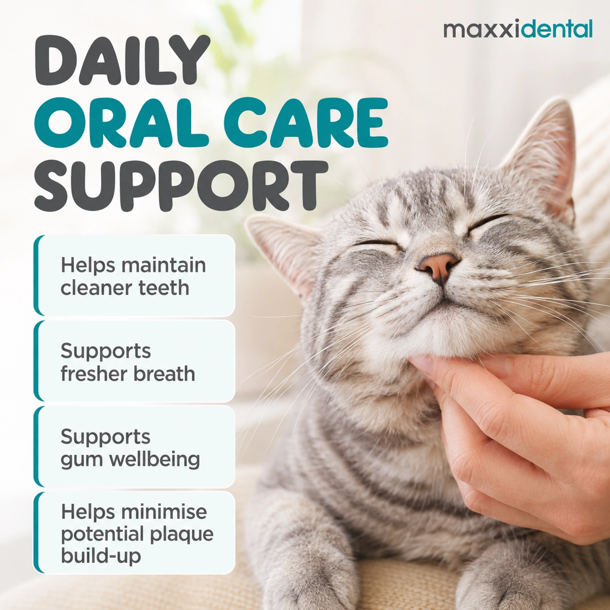maxxidental daily oral care support for cats