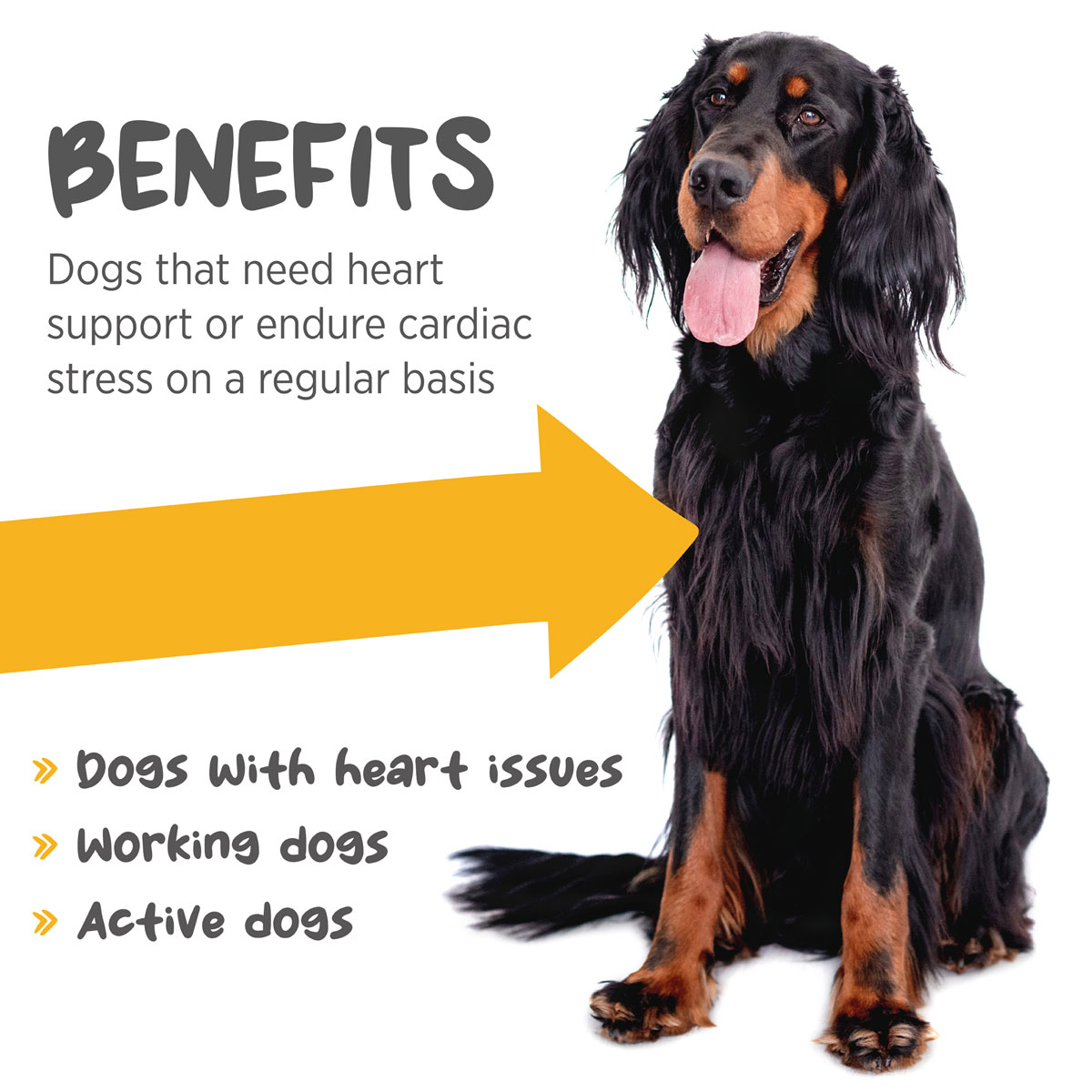 maxxicardio-benefits-dogs-with-heart-problems-active-dogs-and-working-dogs