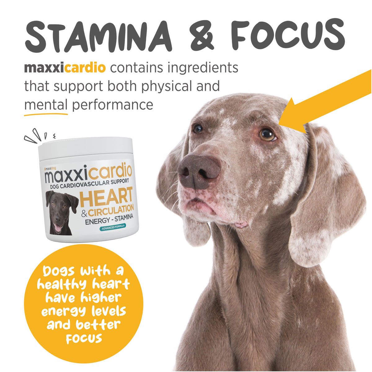 maxxicardio-for-canine-stamina-and-focus